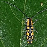 Tragiscoschema bertolonii